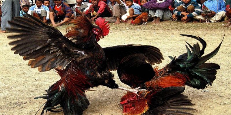 Thể loại đá gà thomo được yêu thích nhất Thể loại đá gà thomo được yêu thích nhất
