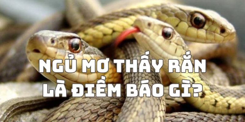 Mơ thấy rắn là gặp điềm báo gì? Mơ thấy rắn là gặp điềm báo gì?