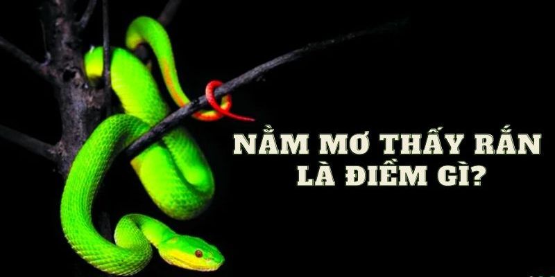 Những con số vận mệnh nên đánh khi mơ thấy rắn Những con số vận mệnh nên đánh khi mơ thấy rắn